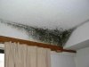 Mold evicts tenants from the house