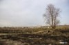 In Novosibirsk, a series of fires from-for dry herb